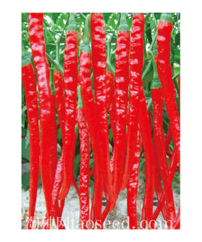 好辣一號(hào)F1