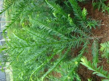 貨到付款；金花茶種子，紅豆杉種子，美國紅楓種子等