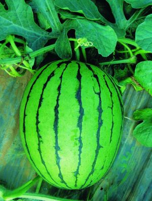 高檔禮品西瓜-早春秀玉二號(hào)F1