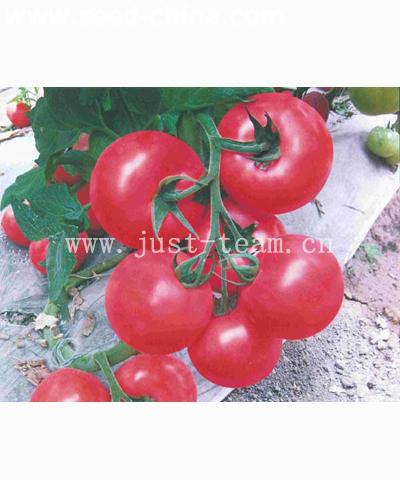 粉佳寶二號(hào)