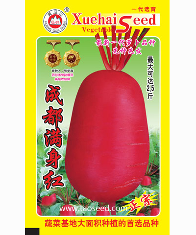 成都滿身紅1個蘿卜