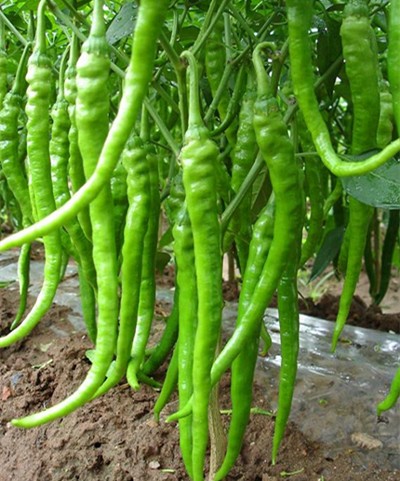 供應(yīng)極早熟辛辣品質(zhì)型線椒-旋翠