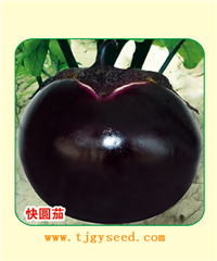 快圓茄