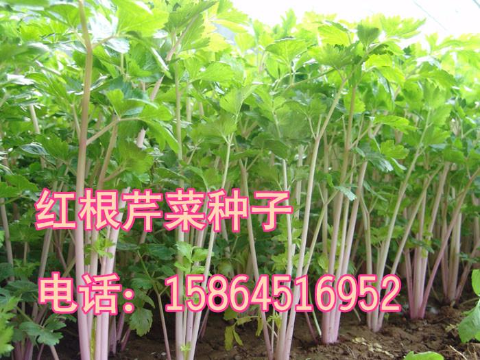  紅芹菜種子批發(fā) 紅根芹菜