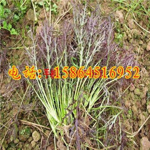 紫衣芥菜種子批發(fā)