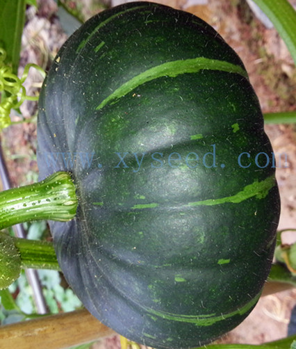 供應(yīng)香甜粉糯板栗南瓜陽(yáng)臺(tái)基地均可種植-珍栗