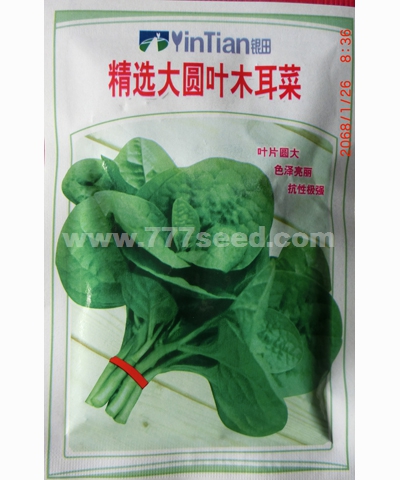 精選大圓葉木耳菜