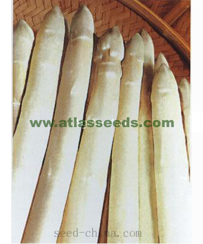 改良帝王Impeial imp F1