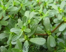 馬齒莧菜種子野菜種子