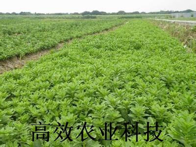 救心菜集觀賞、藥用種苗,費(fèi)菜種苗