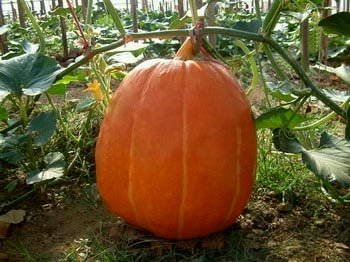 最新引進(jìn)巨無(wú)霸南瓜新品種 