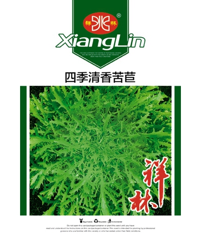四季清香苦苣