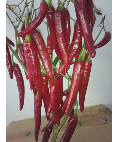 新紅塔二號(hào)