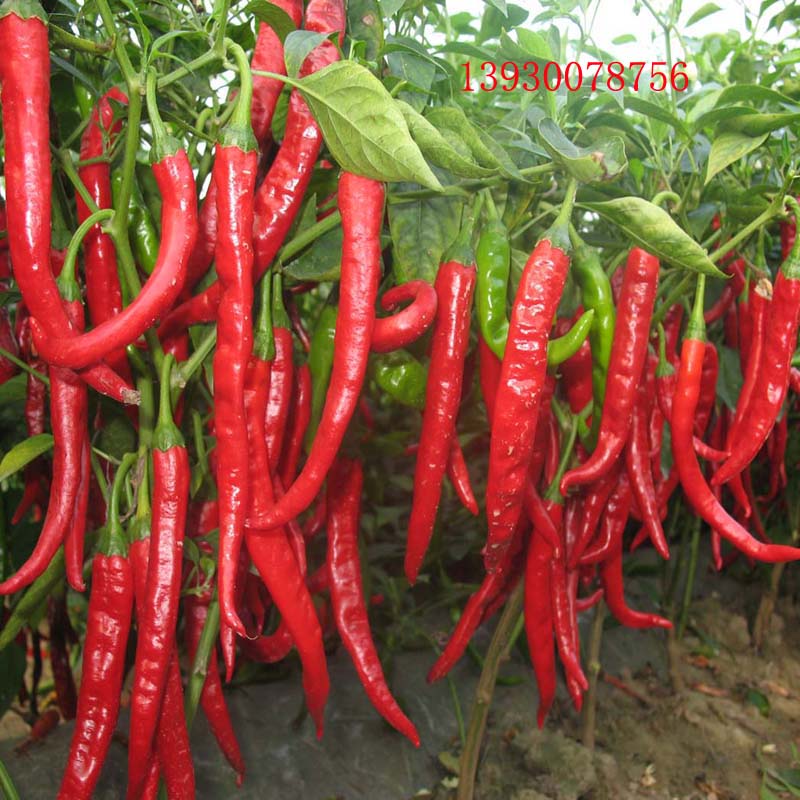 羊角紅一號(hào)