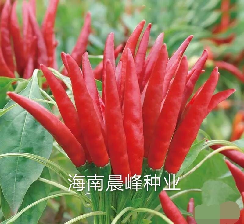 朝天椒種子-金椒辣美