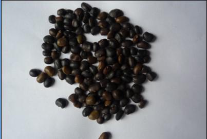 大量批發(fā)國槐種子.一級(jí)國槐種子.黃花槐種子.支持貨到付款