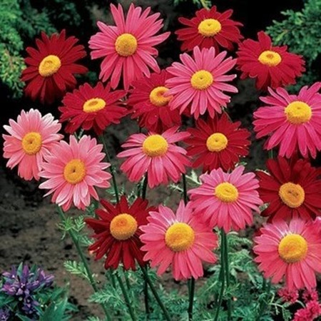 出售.除蟲菊種子..天人菊種子.目光菊種子.支持貨到付款