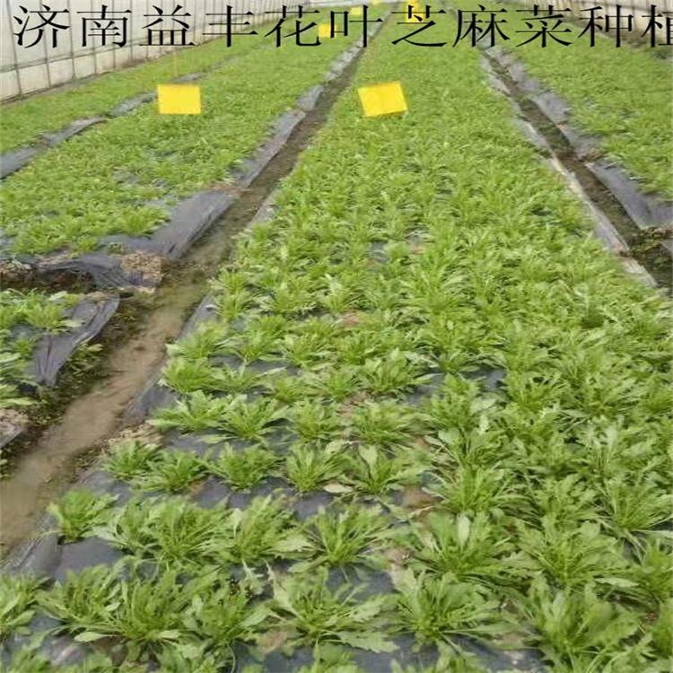 小葉芝麻菜種子 火箭菜種子綠色無公害蔬菜品種