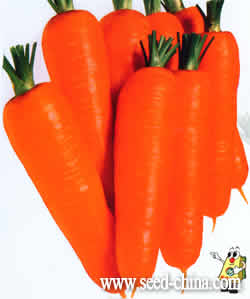 朱紅五寸——紅蘿卜
