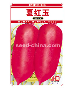 夏紅玉蘿卜