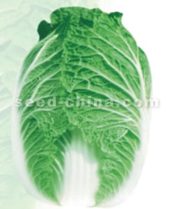 川島秋王子--大白菜