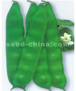 春秋綠豐--架豆