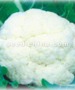 白雪--白花菜