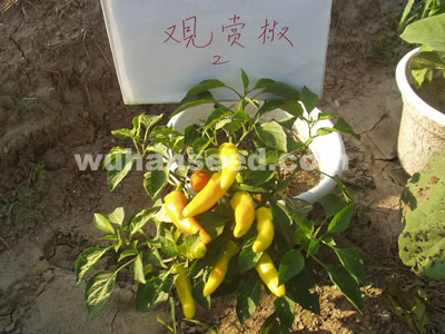 觀賞椒2