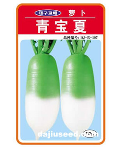 青寶夏-蘿卜