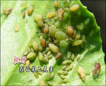 點擊在新窗口中打開