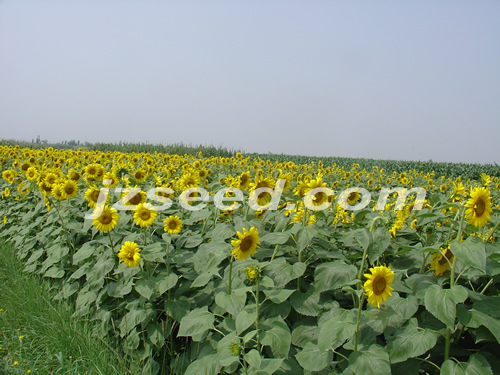 點(diǎn)擊在新窗口中打開