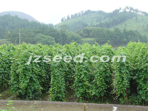 點(diǎn)擊在新窗口中打開