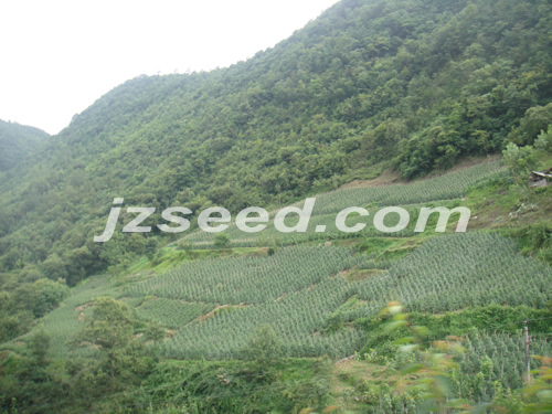 點(diǎn)擊在新窗口中打開