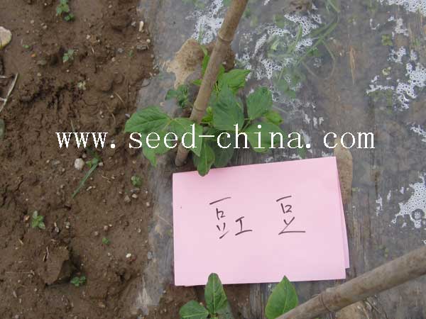 點擊在新窗口中打開