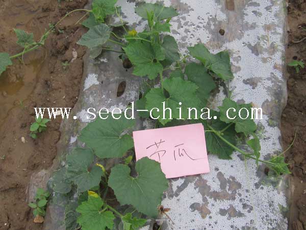 點擊在新窗口中打開