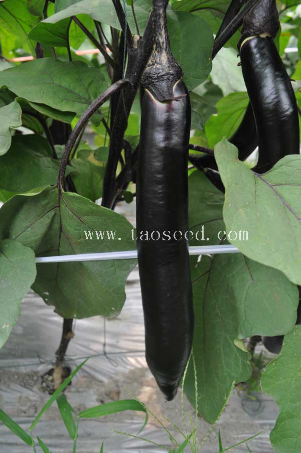 點擊在新窗口中打開