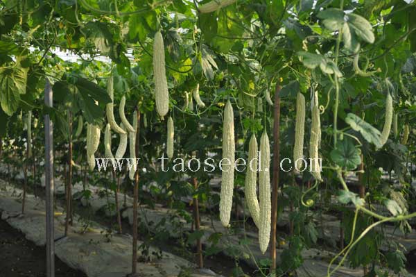 點擊在新窗口中打開