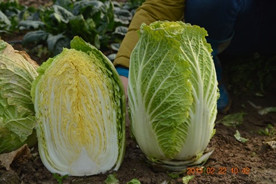 點(diǎn)擊在新窗口中打開(kāi)